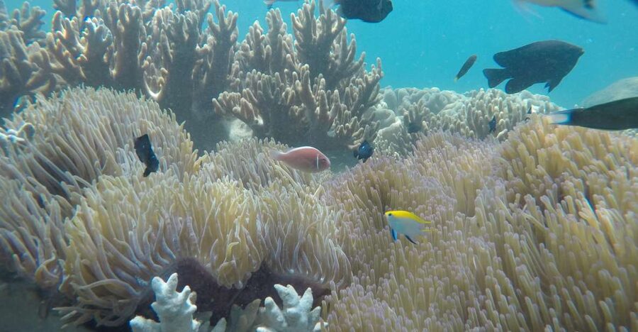 Snorkeling Cham Island: Snorkeling Tour by Speed Boat - A fast crossing from Cua Dai Wharf