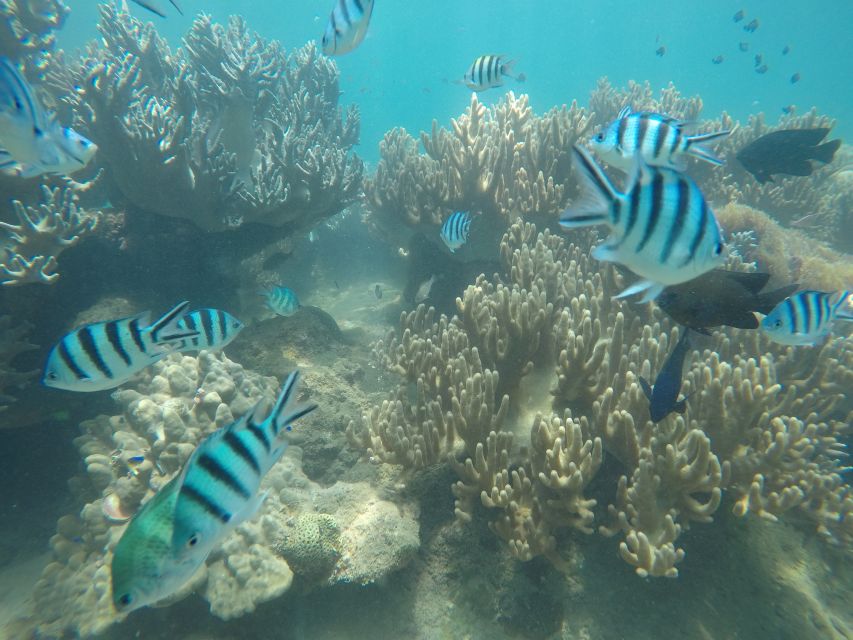 Snorkeling Cham Island: Snorkeling Tour by Speed Boat - The return trip and the day’s rhythm