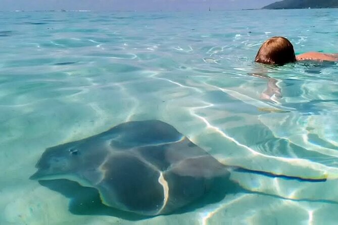 Snorkeling excursion and encounter with marine fauna in Moorea - Turtles and the final water stop