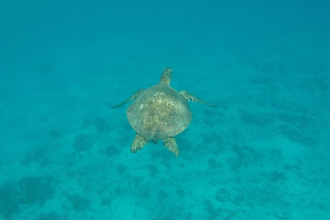 Snorkeling excursion and encounter with marine fauna in Moorea - Lunch with your feet in the water