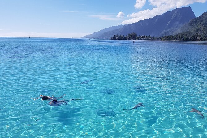 Snorkeling excursion, discovery of the lagoon, small group. - Why the six-person limit matters on Moorea