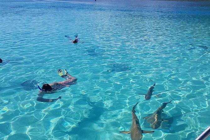 Snorkeling excursion, discovery of the lagoon, small group. - A slow tow through the turtle area