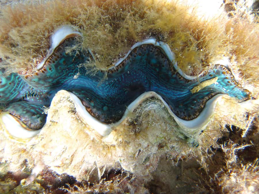 Snorkeling Excursion in Blue Bay Marine Park - Snorkeling time is the real value