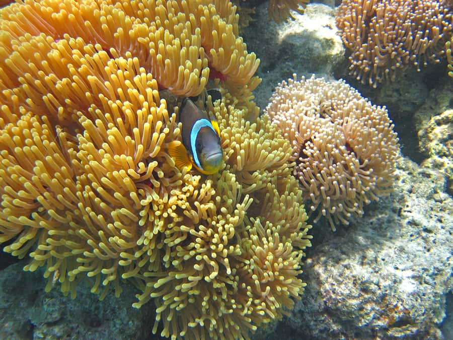 Snorkeling Excursion in Blue Bay Marine Park - A good choice for mixed swimming abilities