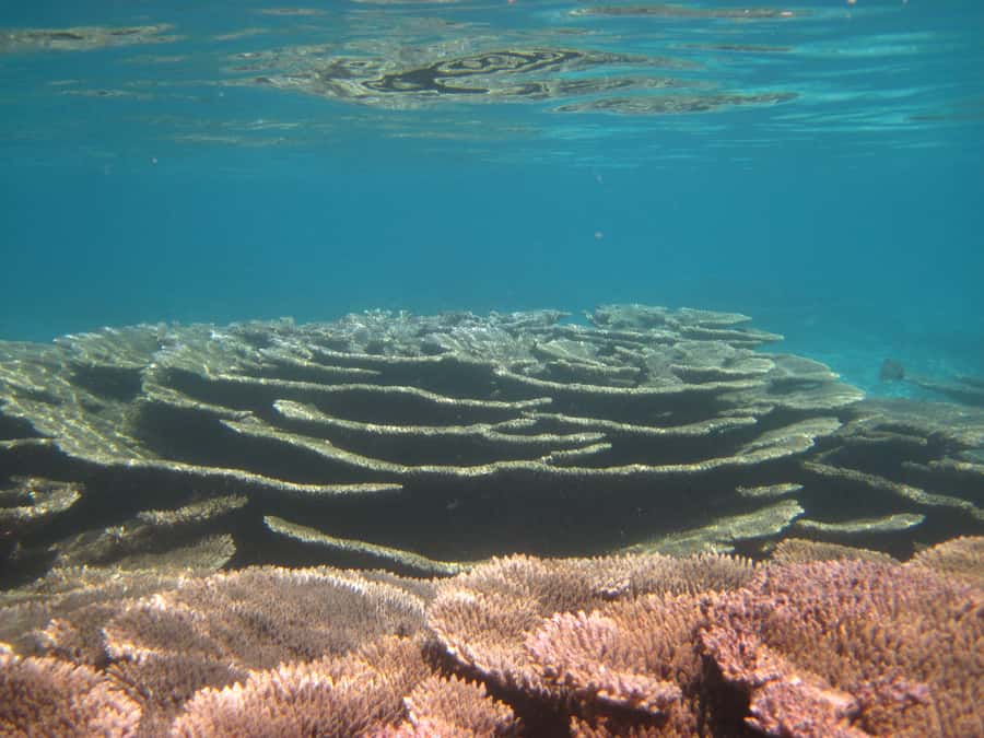Snorkeling Excursion in Blue Bay Marine Park - Is $29 a fair price?