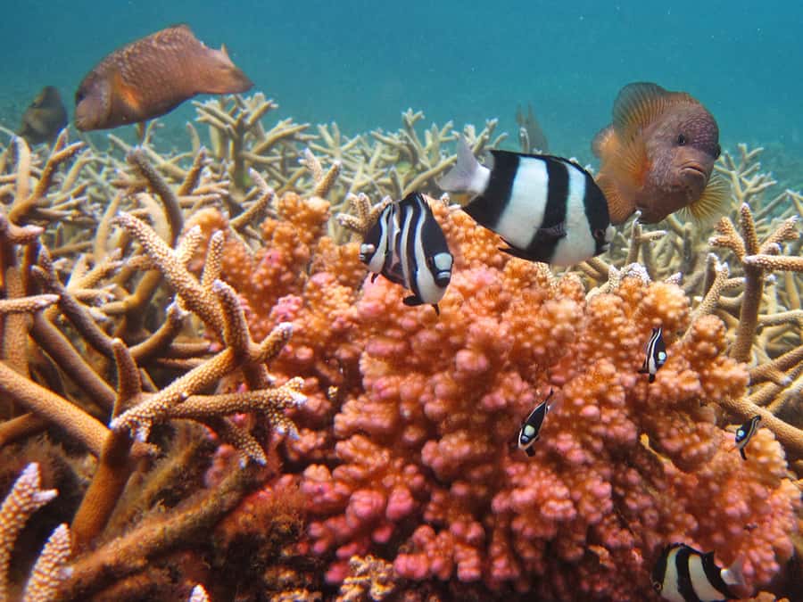 Snorkeling Excursion in Blue Bay Marine Park - Who should book this Blue Bay excursion?