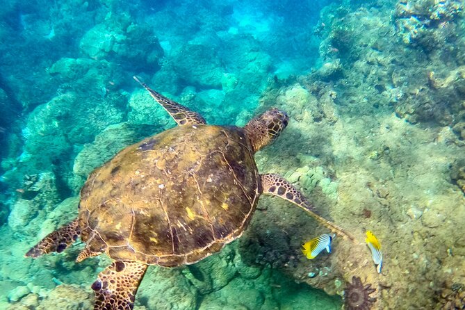 Snorkeling for Non-Swimmers with Photos Guided Tour Wailea Beach - Why Wailea Beach works for a first snorkeling lesson