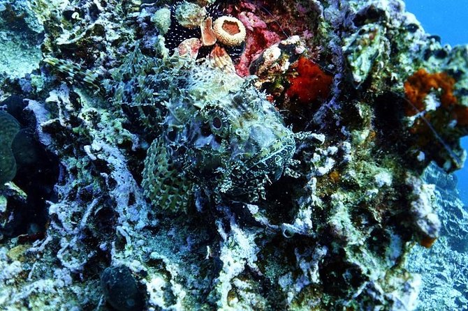 Snorkeling Fun Adventure in Athenian Riviera - The optional restaurant stop after the water