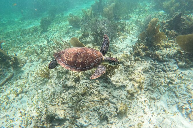Snorkeling Guided Activity in Puerto Morelos Mexico - Meeting at the Leaning Lighthouse