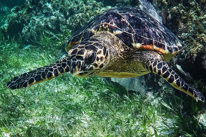 Snorkeling Guided Activity in Puerto Morelos Mexico - Safety, Currents, and Weather