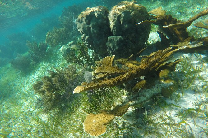 Snorkeling Guided Activity in Puerto Morelos Mexico - Who Will Enjoy This Activity Most?