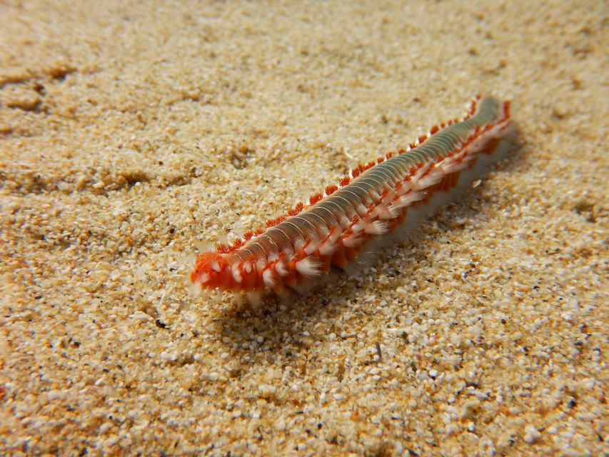 Snorkeling guided tour in beautiful Marathopoli - What I would know before arriving