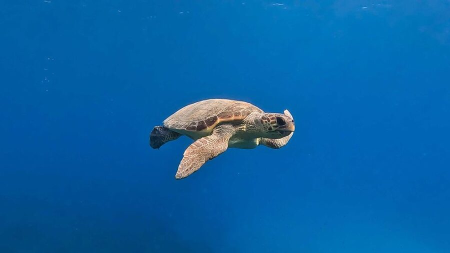 Snorkeling guided tour in beautiful Marathopoli - One hour over the Home Reef