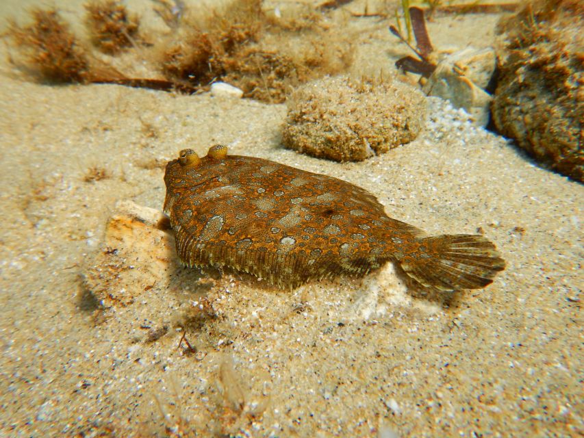 Snorkeling guided tour in beautiful Marathopoli - What the PADI instruction adds