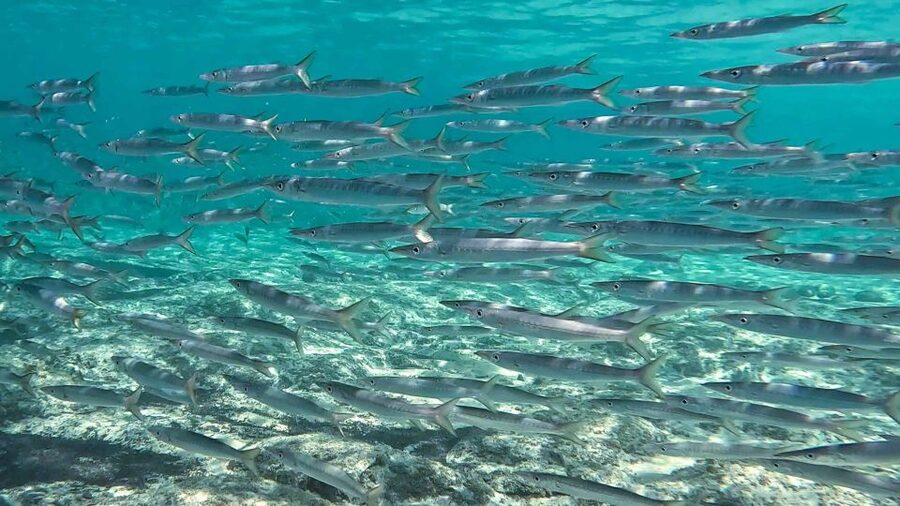 Snorkeling guided tour in beautiful Marathopoli - Who will enjoy this most