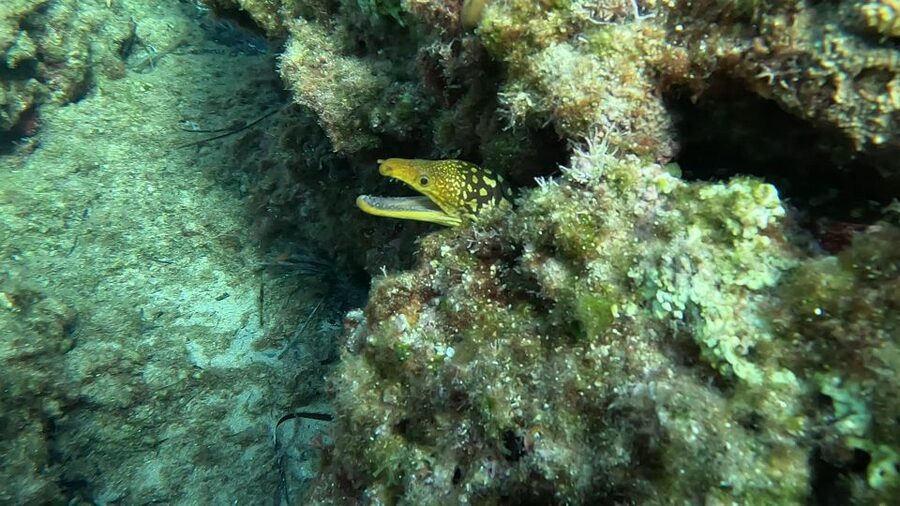 Snorkeling guided tour in beautiful Marathopoli - Is $82 a fair price?