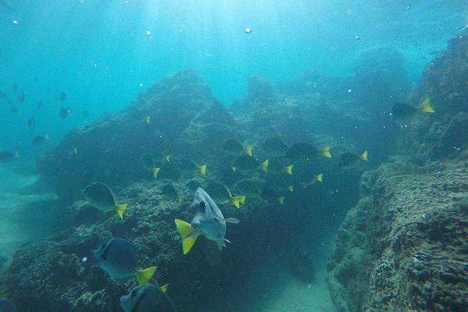 Snorkeling in Cabo San Lucas on 35' Sea Amore Trimaran - Value at $990 for up to six people