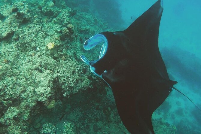 Snorkeling In Nusa Penida Departing From Bali Island - The day begins with Bali hotel pickup
