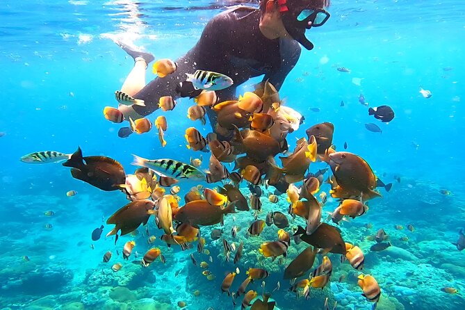 Snorkeling In Nusa Penida Departing From Bali Island - Wall Point and the best chance for fish and coral