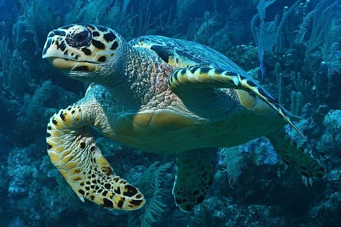 Snorkeling in Puerto Morelos - Two reef sites inside the Puerto Morelos Biosphere