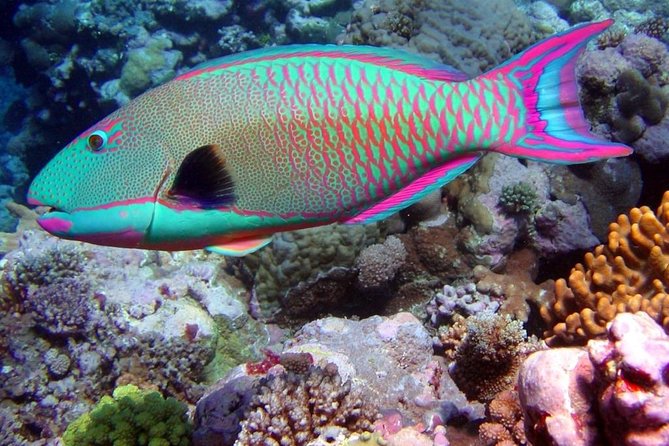 Snorkeling in Puerto Morelos - What the boat ride and water time feel like
