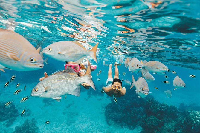 Snorkeling in Puerto Morelos - Getting there without hotel pickup