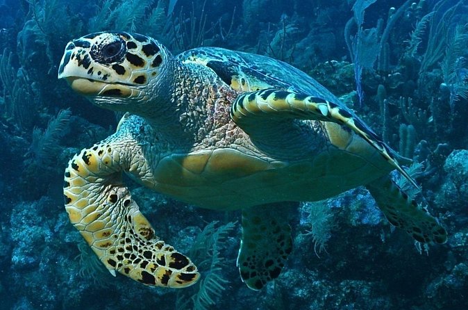 Snorkeling in Puerto Morelos - Equipment, sunscreen, and practical comfort