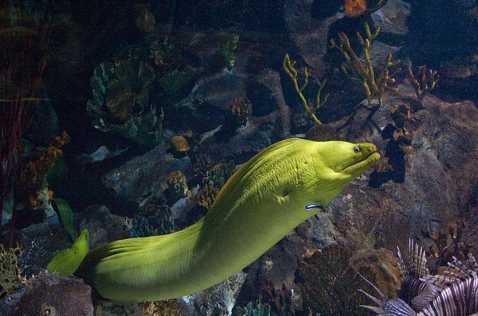 Snorkeling in Puerto Morelos - Service concerns worth taking seriously