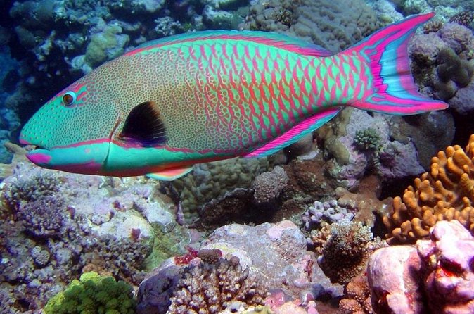 Snorkeling in Puerto Morelos - Who will get the most from this Puerto Morelos trip