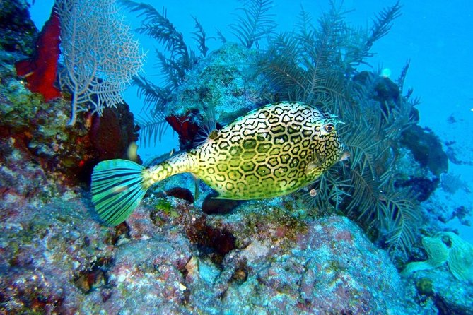 Snorkeling in Puerto Morelos - Why the guide can make or break the morning