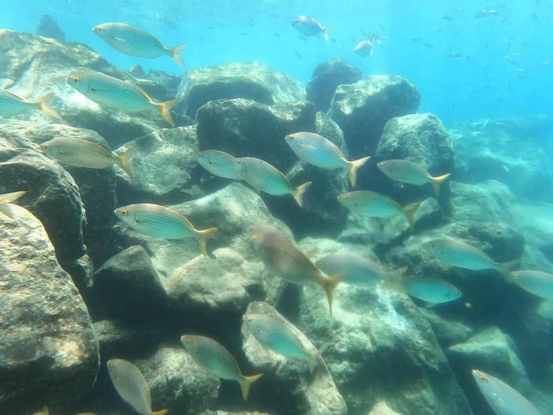 Snorkeling in tenerife south: Discover the underwater world - What the $47 snorkeling trip really offers