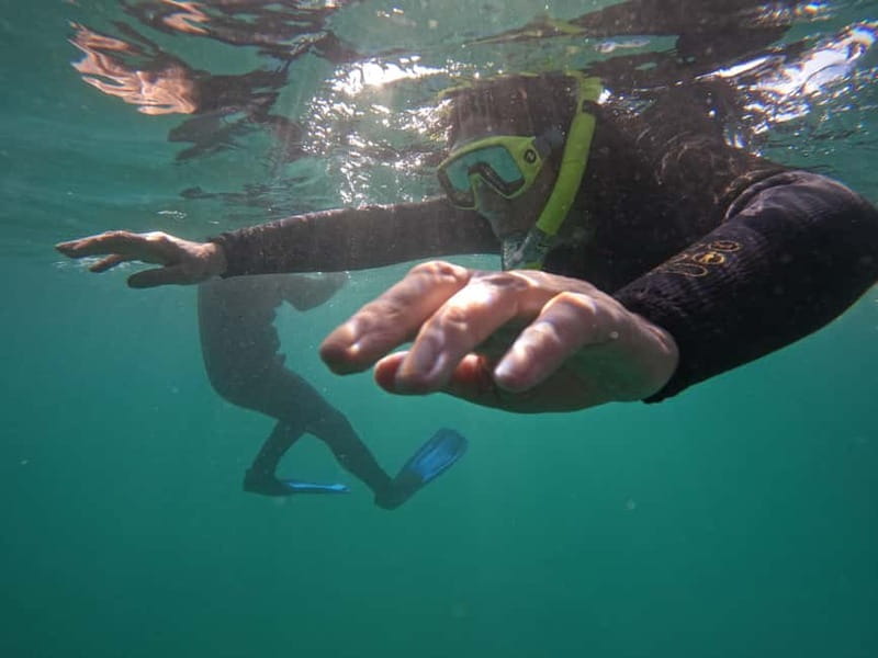 Snorkeling in tenerife south: Discover the underwater world - Meeting at Hotel GF Isabel