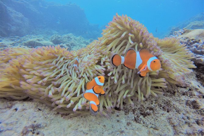 Snorkeling in the Blue Cave area【Okinawa Prefecture: Free feeding & photo images!English and Chinese speaking guide available! - Shallow-water practice helps first-timers