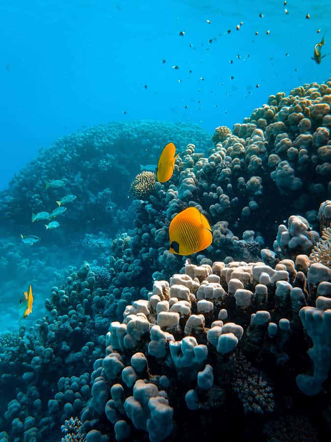 Snorkeling in The Red Sea With Equipment And Free Transfer - Aqaba’s Coral Coast in a Three-Hour Outing