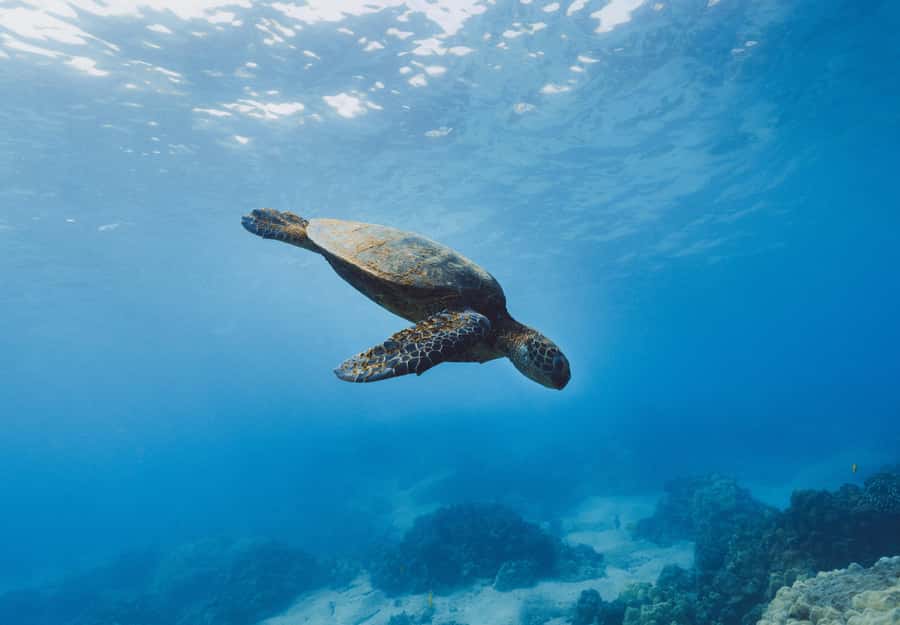 Snorkeling in The Red Sea With Equipment And Free Transfer - Pickup From Aqaba or Aqaba Fort