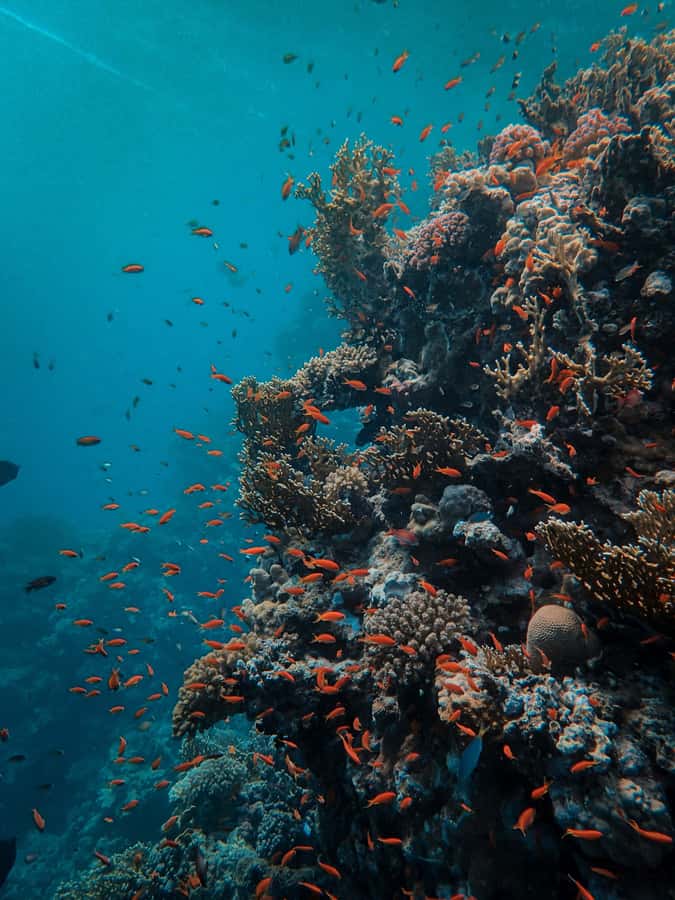 Snorkeling in The Red Sea With Equipment And Free Transfer - Equipment Included, Personal Supplies Not Included
