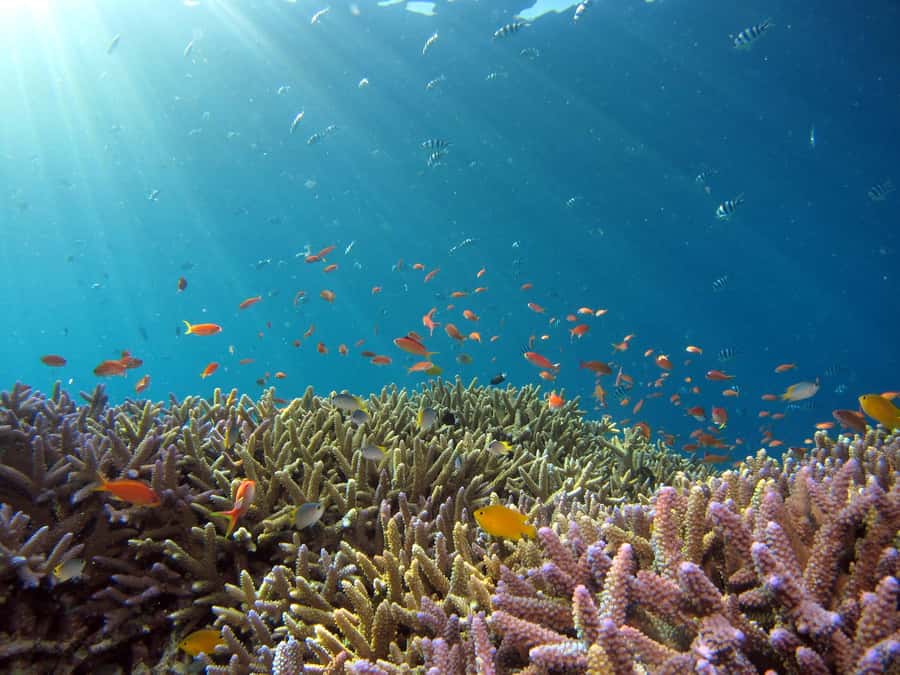 Snorkeling in The Red Sea With Equipment And Free Transfer - Friendly Local Service, With a Safety Question
