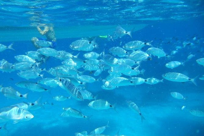 Snorkeling marine protected area Tavolara - Key points to know before you book