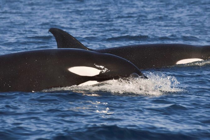 Snorkeling Open Ocean Wildlife Safari in Los Cabos with Photos Included - Starting at Cabo Marina at 8:00 am
