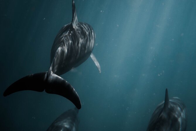 Snorkeling Open Ocean Wildlife Safari in Los Cabos with Photos Included - Searching the blue for rays, dolphins, and whales
