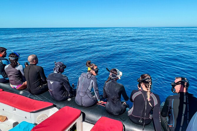Snorkeling Open Ocean Wildlife Safari in Los Cabos with Photos Included - Getting in the water with the animals
