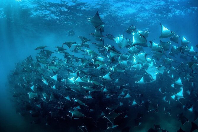 Snorkeling Open Ocean Wildlife Safari in Los Cabos with Photos Included - The value of Chileno Bay when conditions allow
