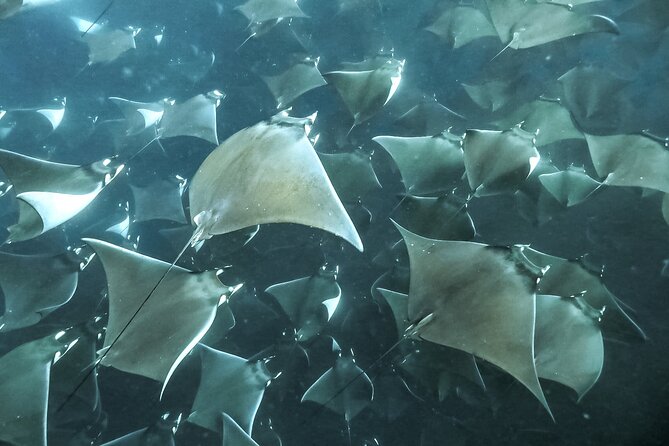Snorkeling Open Ocean Wildlife Safari in Los Cabos with Photos Included - Photos, videos, snacks, and the $145 price