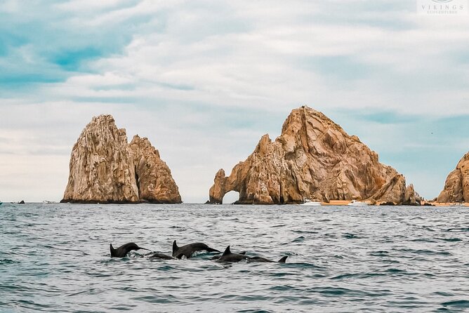 Snorkeling Open Ocean Wildlife Safari in Los Cabos with Photos Included - What the guides add to the day
