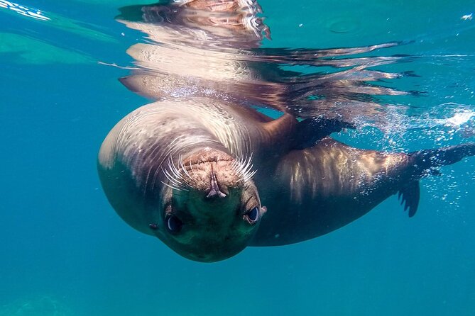 Snorkeling Open Ocean Wildlife Safari in Los Cabos with Photos Included - Passing the Arch, Lovers Beach, and the sea lion colony
