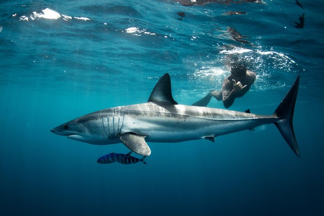 Snorkeling or Swimming with Sharks in Cabo San Lucas - From Cabo Marina to the Arch