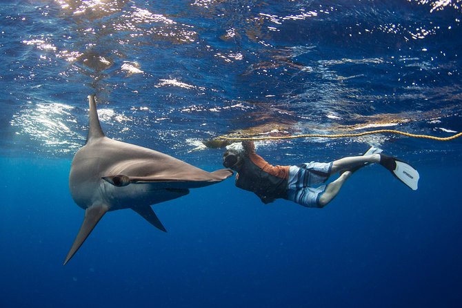 Snorkeling or Swimming with Sharks in Cabo San Lucas - What swimming near pelagic sharks feels like