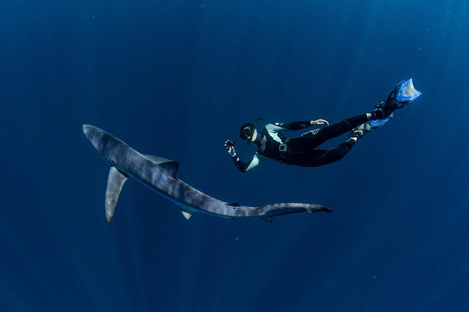 Snorkeling or Swimming with Sharks in Cabo San Lucas - El Arco and sea lions add value