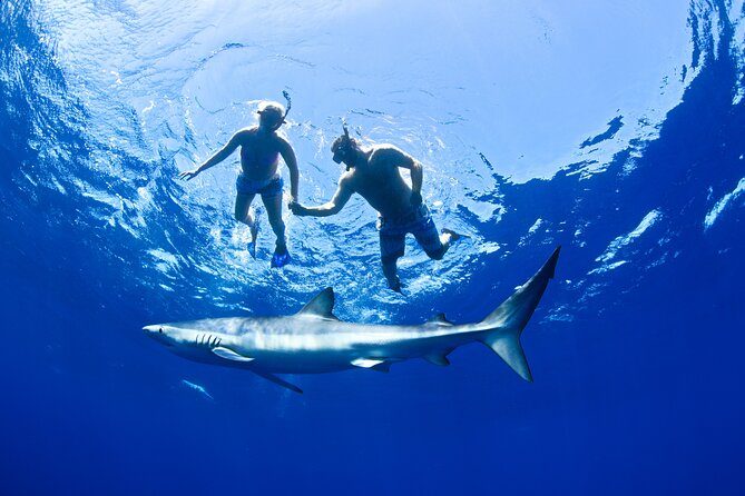 Snorkeling or Swimming with Sharks in Cabo San Lucas - Photos, snacks, and the small-group setup