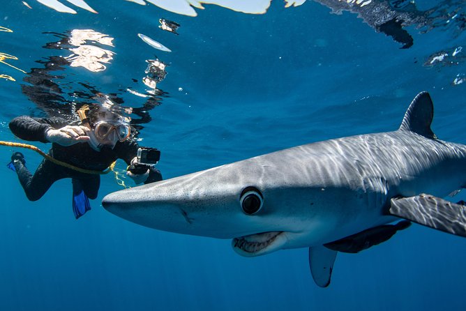 Snorkeling or Swimming with Sharks in Cabo San Lucas - Is the price worth the gamble?